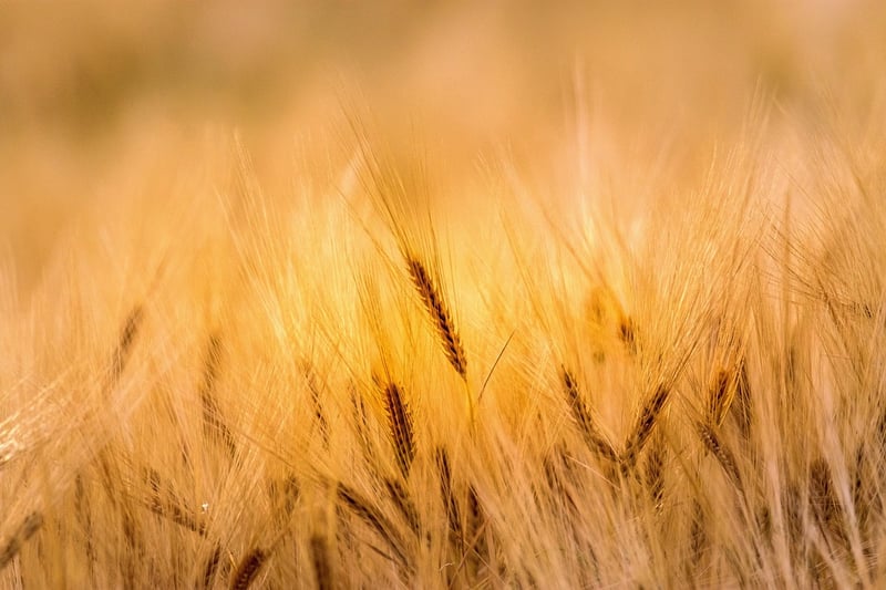 Countryside